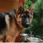 Вероника Осадчий