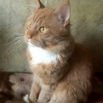 Денис Печников