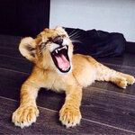 Никита Крылов